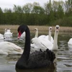 Black Swan (not the movie)